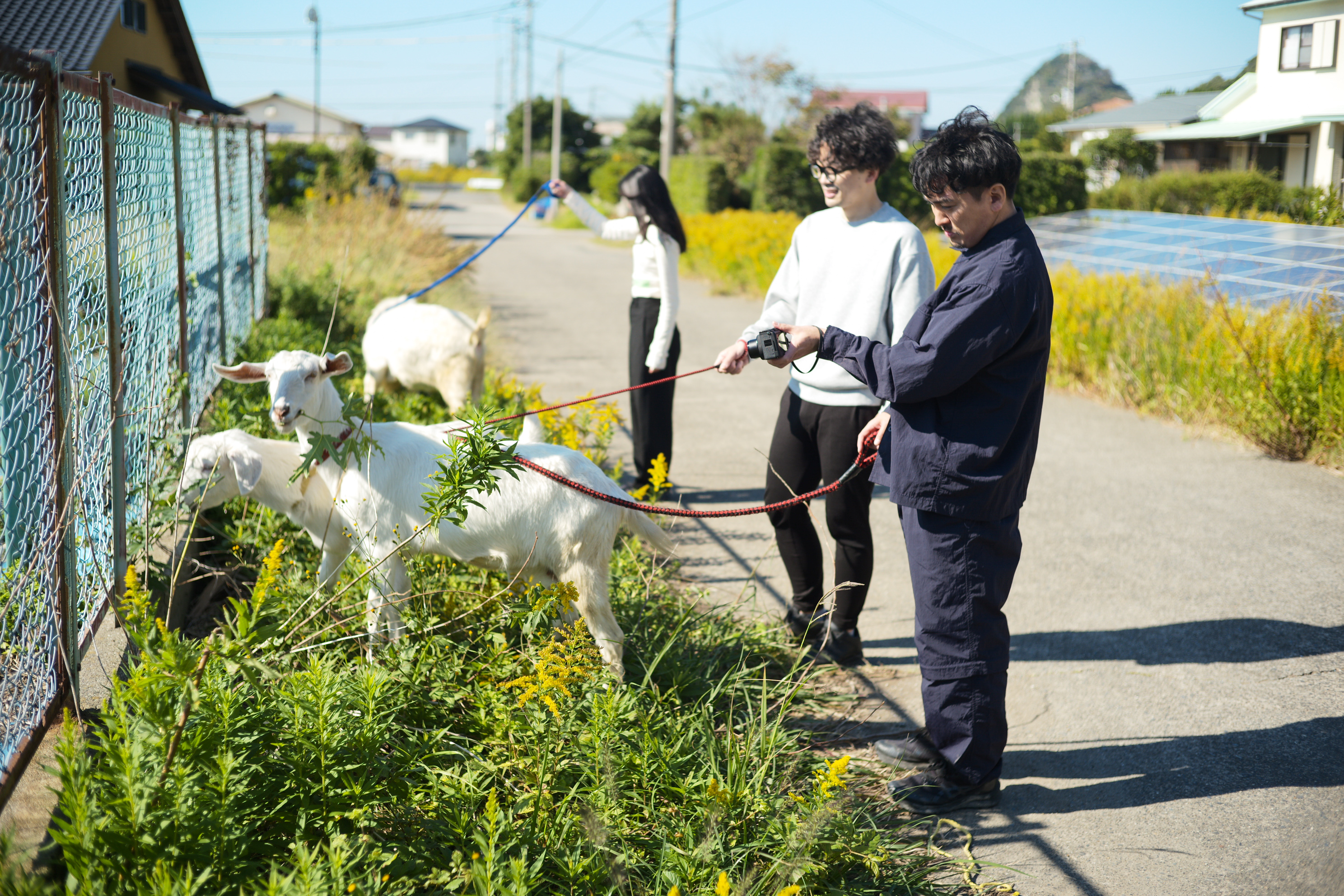 やぎさんぽ